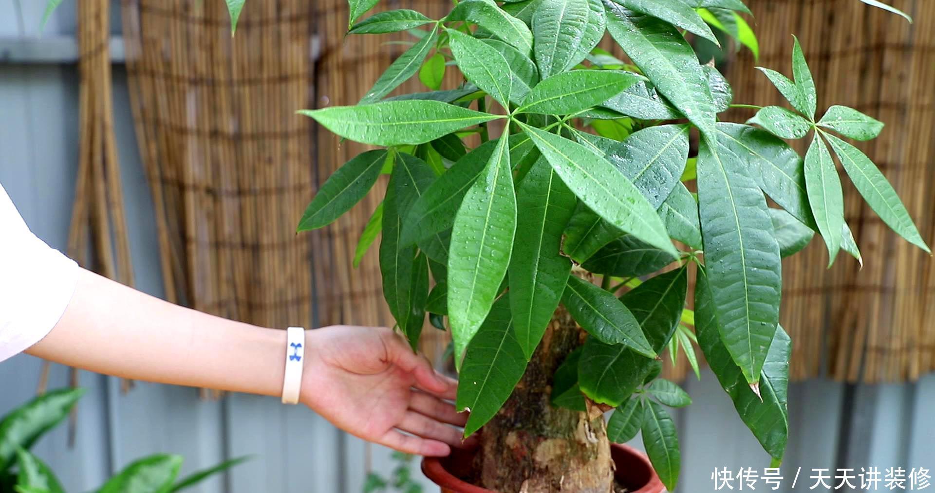 4种耐阴花,光照不好这么养,依然长得好