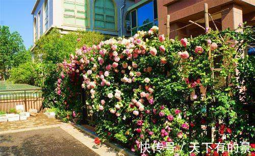 花朵|进入八月,6种花要多晒太阳,越晒花朵娇艳,开花越勤