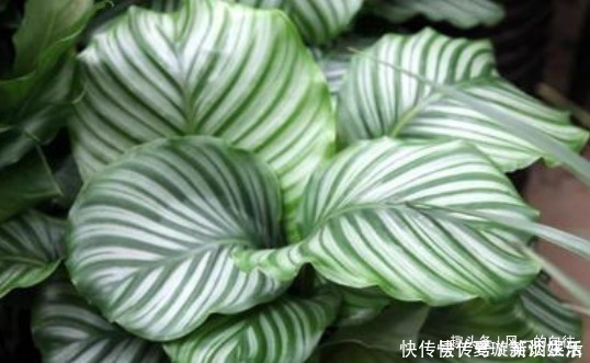 阳光|这3种花最怕阳光，越阴凉越生长的旺！阳光晒反而活不长