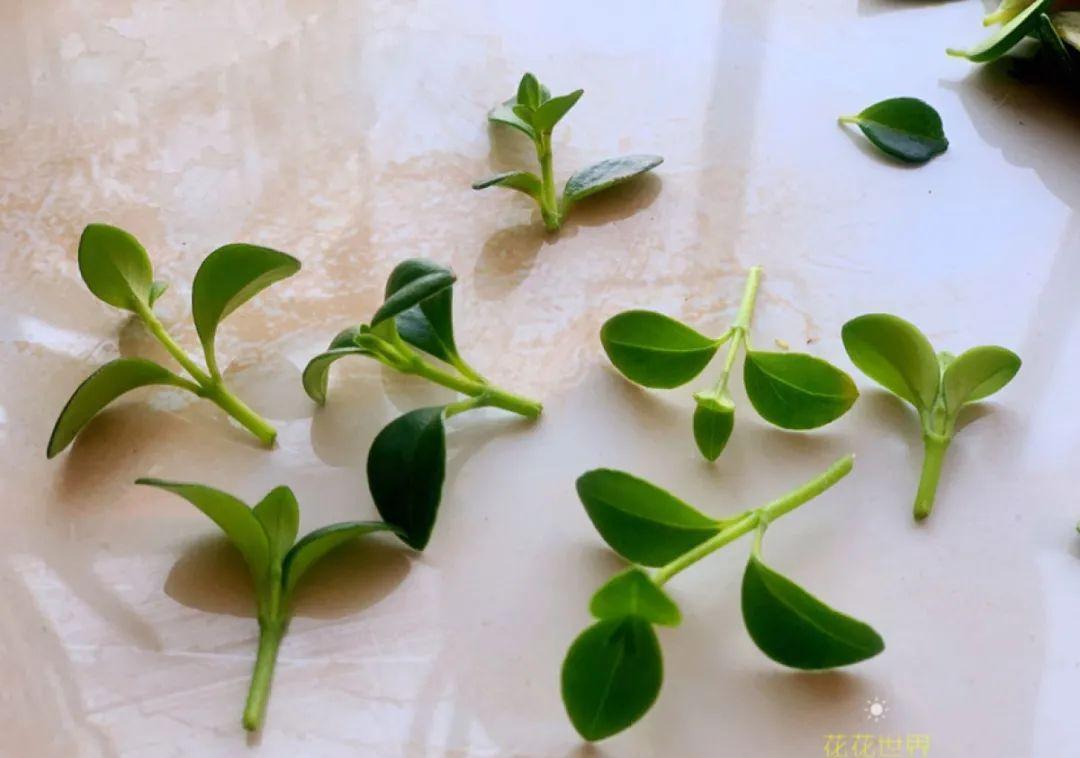 这几种花，要是秋天不扦插，错过就等1年