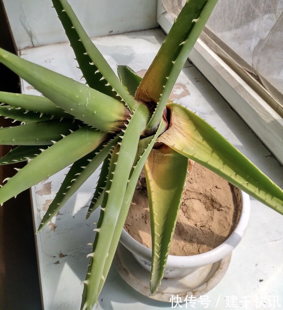 家里养6种花，把水浇得勤快了，容易烂根、黄叶，需要当心