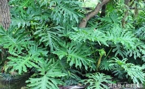 三伏天里,家里摆3种“叶子花”,叶子比花更漂亮,很有“档次”