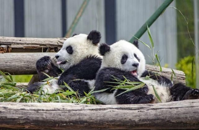 中国传统文化|多彩世界中的黑与白——《大熊猫百图唐卡长卷》