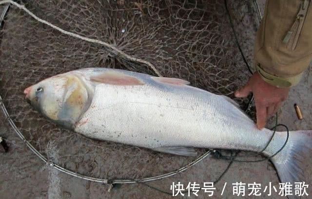 钓鱼人|四大家鱼之一的鲢鱼,为什么不受老百姓待见,钓鱼人又如何对待?