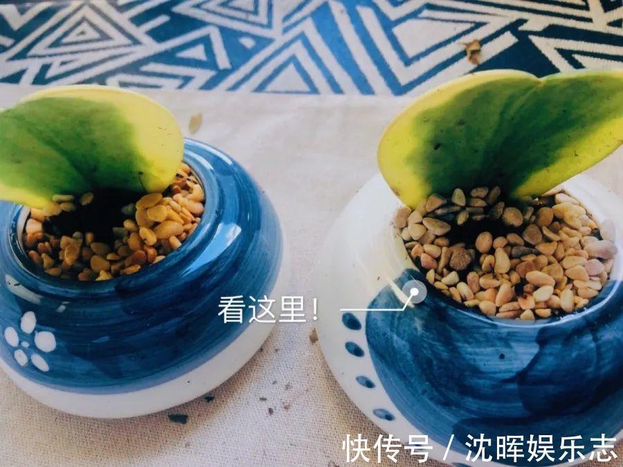 非洲堇|这花送人,只用送一片叶子,插土就活不心疼!