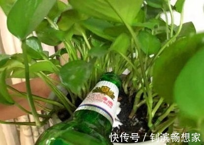 绿萝吊兰就好“一口酒”，2周喝上一杯，叶子翠绿、新芽挤爆盆