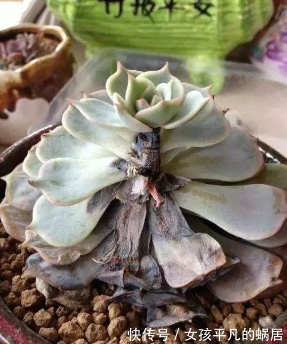 害虫|白粉虫真恶心,多肉遭殃了,全都是白粉虫,用小白药,彻底杀虫