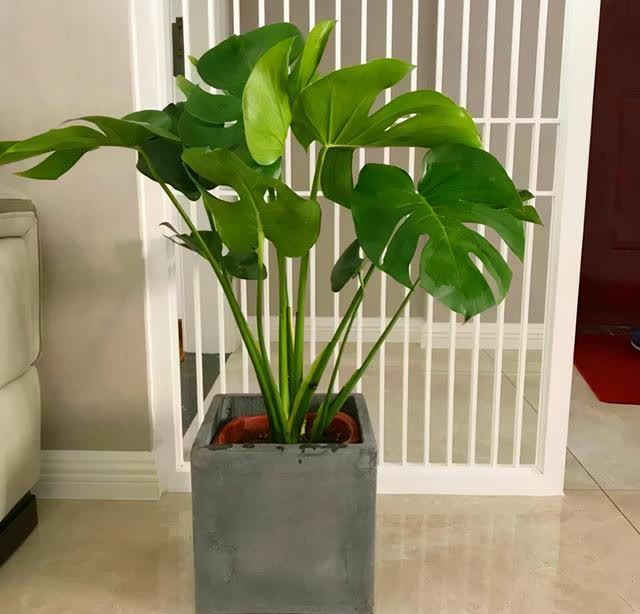 龟背竹寓意很好,养好龟背竹有技巧,你是怎么养护的呢?