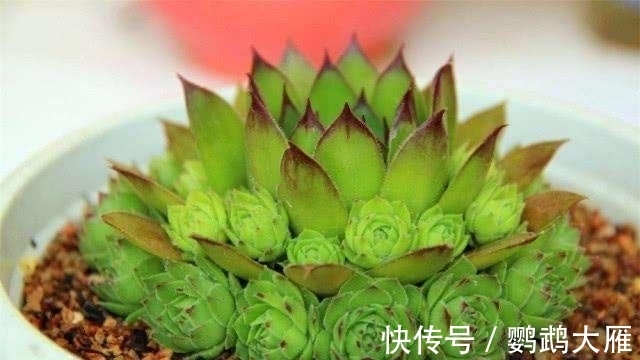 休眠|喜欢能爆一圈侧芽的多肉,就别惦记观音莲了,选2种多肉不后悔