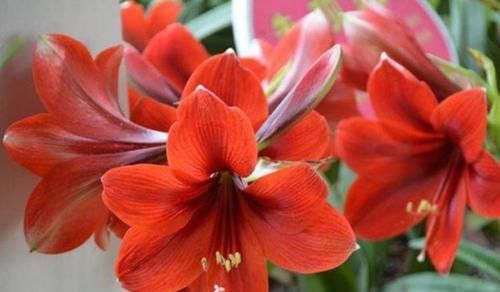 此款花卉，好养易爆盆，颜值高，开花多，花香四溢，香飘十里！