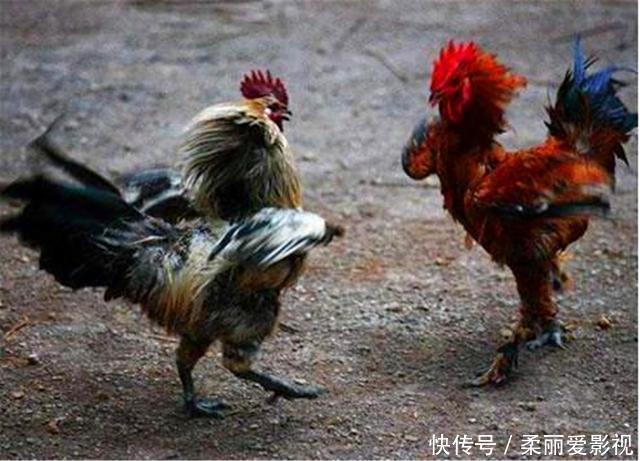 国家级文学#老农模仿《咏鹅》作了首《咏鸡》,全诗18个字,获得国家级文学奖