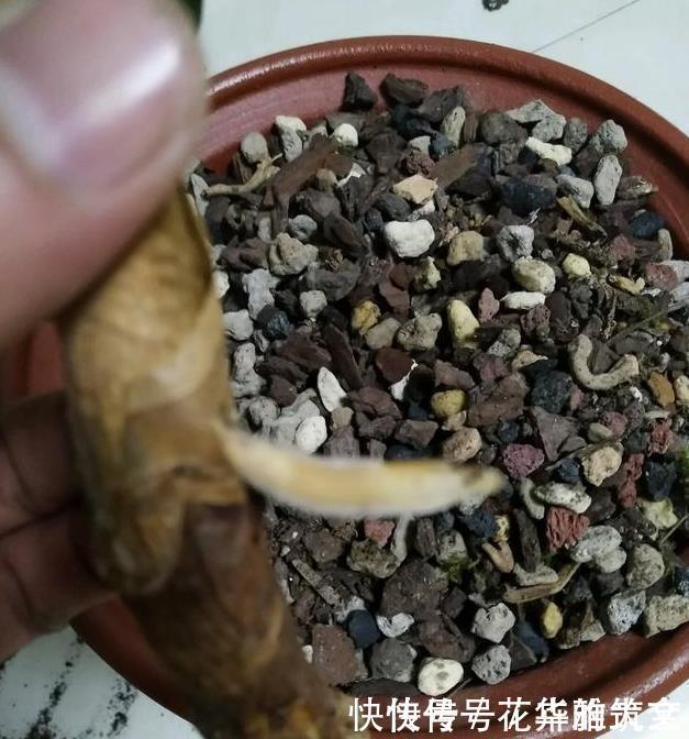 养君子兰用这个小妙招，开花多、新叶多、不夹箭，叶子绿的发光