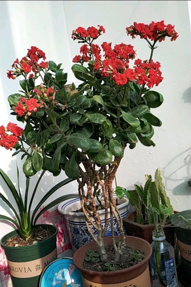 公认好养的“五种花”,漂亮又大气,还能养成老桩,越养越有价值