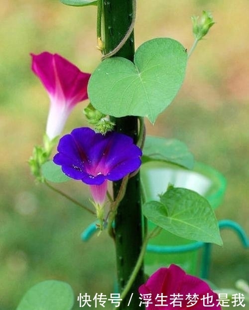 牵牛花|有院子可养“4种”皮实耐热的花,自播能力强,开成一片浪漫花海