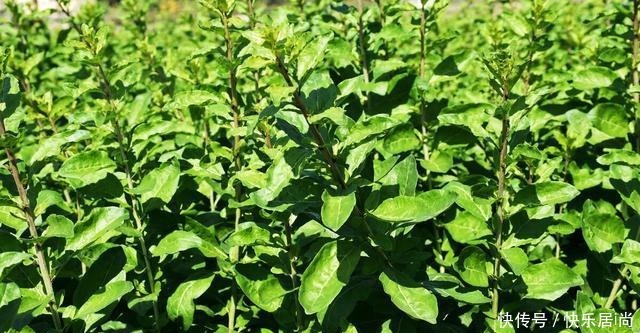 春天的农村里有这40种山珍野菜图片,让你轻松辨别山珍野菜