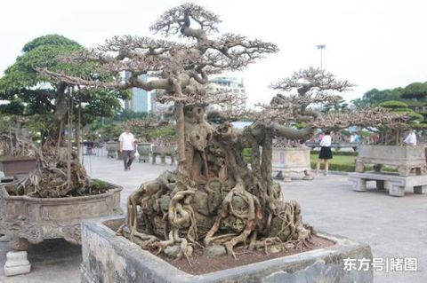 男子|男子15年前花三千元买棵盆景树,现有人出价数十万不舍得卖