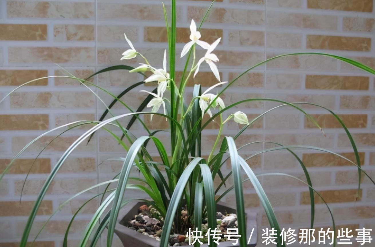 土壤|兰花秋季有四种表现，发现及时换盆，这样才能多长新苗，提早开花