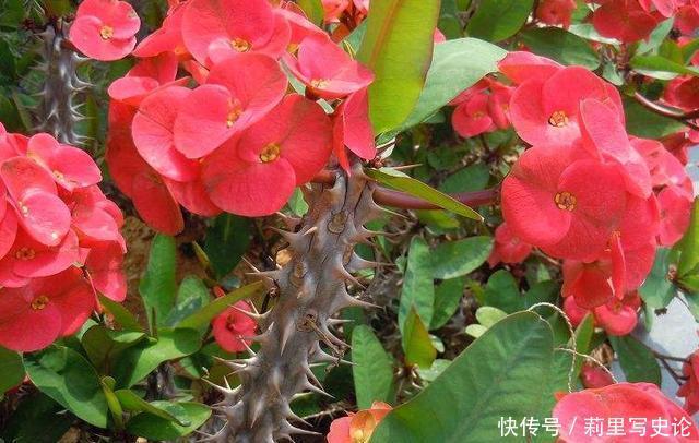 开一辆奔驰车,偷人家一盆虎刺梅,拘留所里呆7天,太丢人了