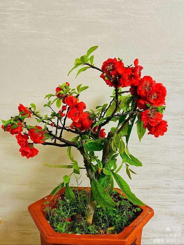 只恐夜深花睡去，故烧高烛照红妆！我与一盆海棠花的故事