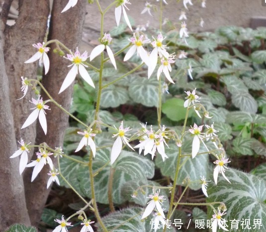 室内没光照就养这三种植物,个个颜值爆表,关键好养!