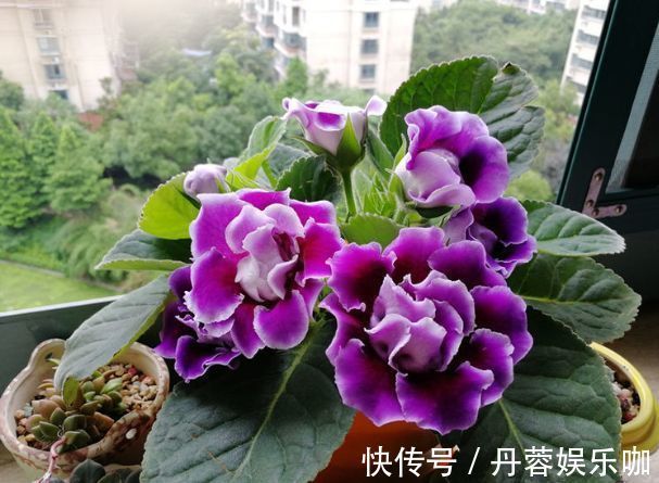 家里养此款花卉,便宜又好养,花朵美艳迷人,养在家中香飘满屋