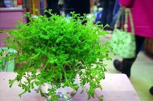 竹芋竹芋|天凉了,室内养上几种花,耐阴又好养,随便养养越长越美!