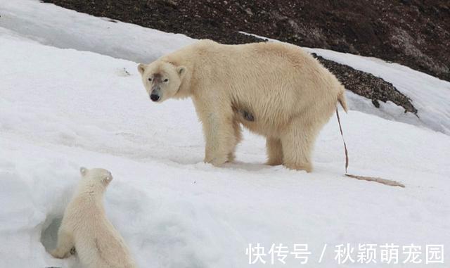 消化率|肉吃多了会便秘？北极熊拉屎为啥痛苦地大吼大叫？
