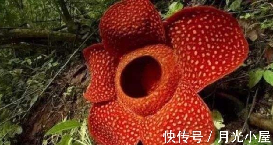 世界上最毒的树，成人中毒最快20分钟致死，却还是国家保护植物！