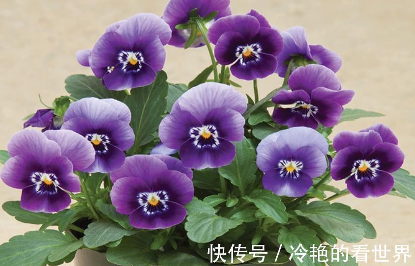 角堇|3种花号称“开花机器”，秋天生长进入关键期，掐的越狠开花越多