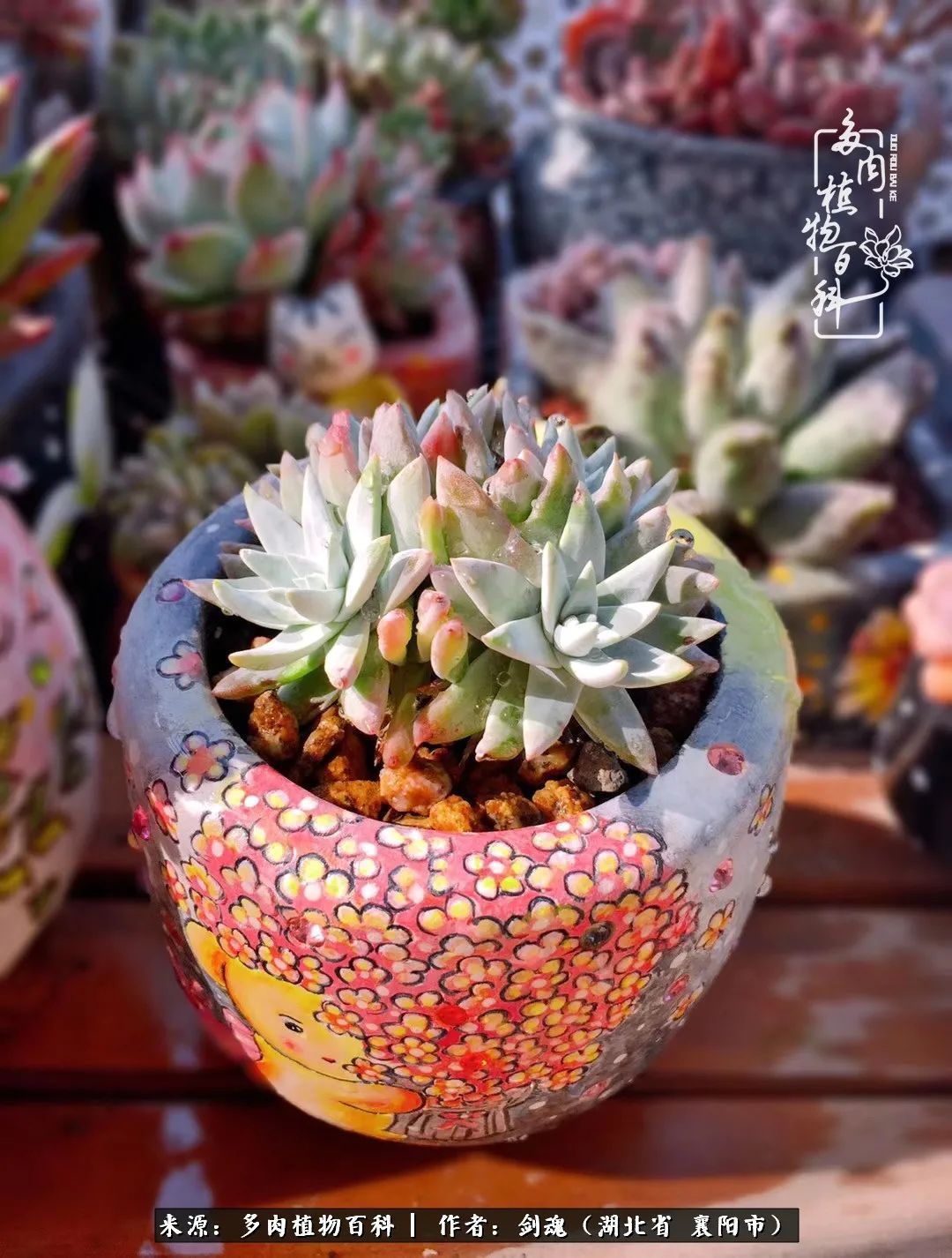 花盆|当美丽的多肉邂逅漂亮的手绘花盆,会是怎样的一种美