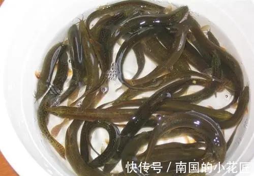 脂肪含量|三伏天,再节约也要多吃这“伏天5鲜”,应季而食,全家顺利过伏