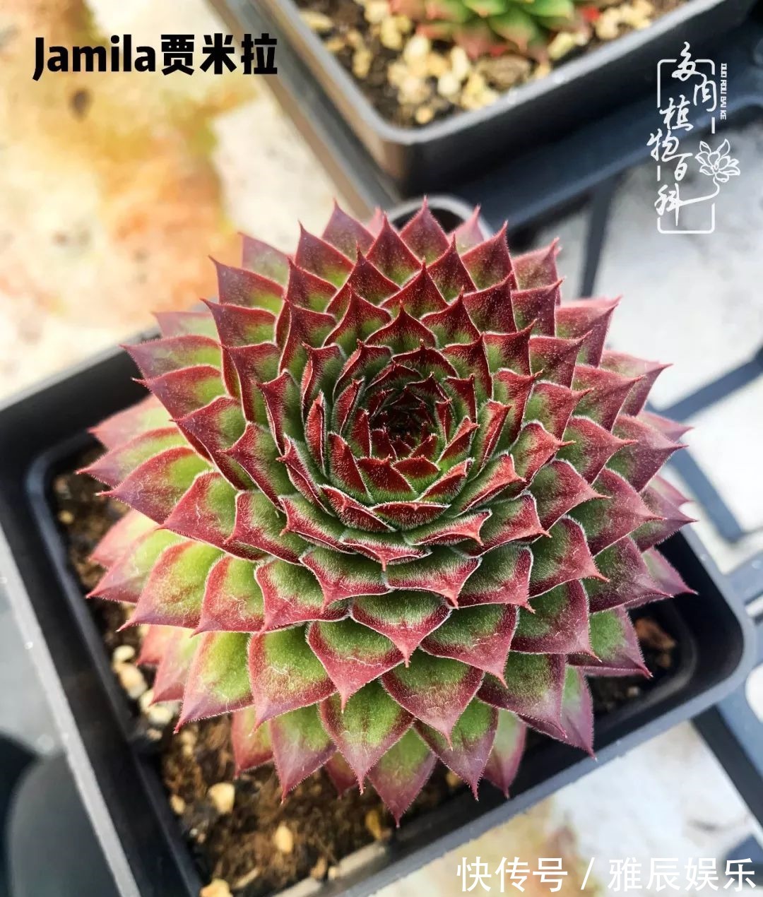 框子|这多肉拼盘这么仙!如何制作达人手把手教你制作长生草拼盘!