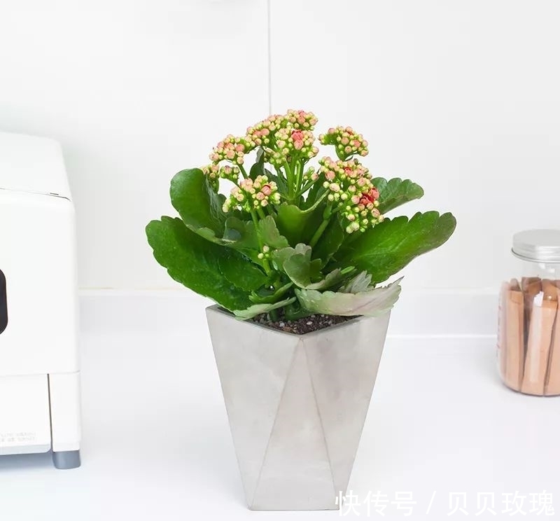 长寿花不好养,这样嫁接,以后不烂根,不黑腐,花开多爆盆