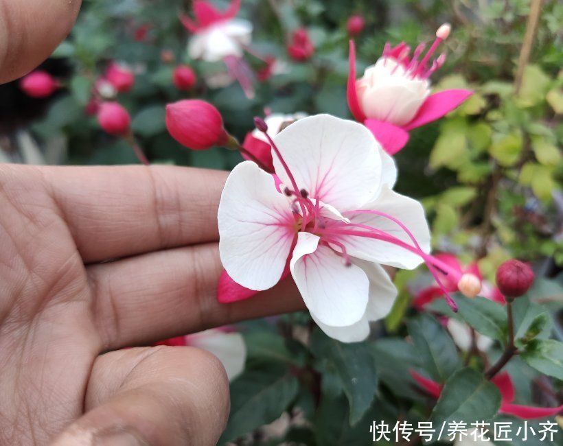 浇水|倒挂金钟如何修剪？想要让它开花多，一年只需剪2次