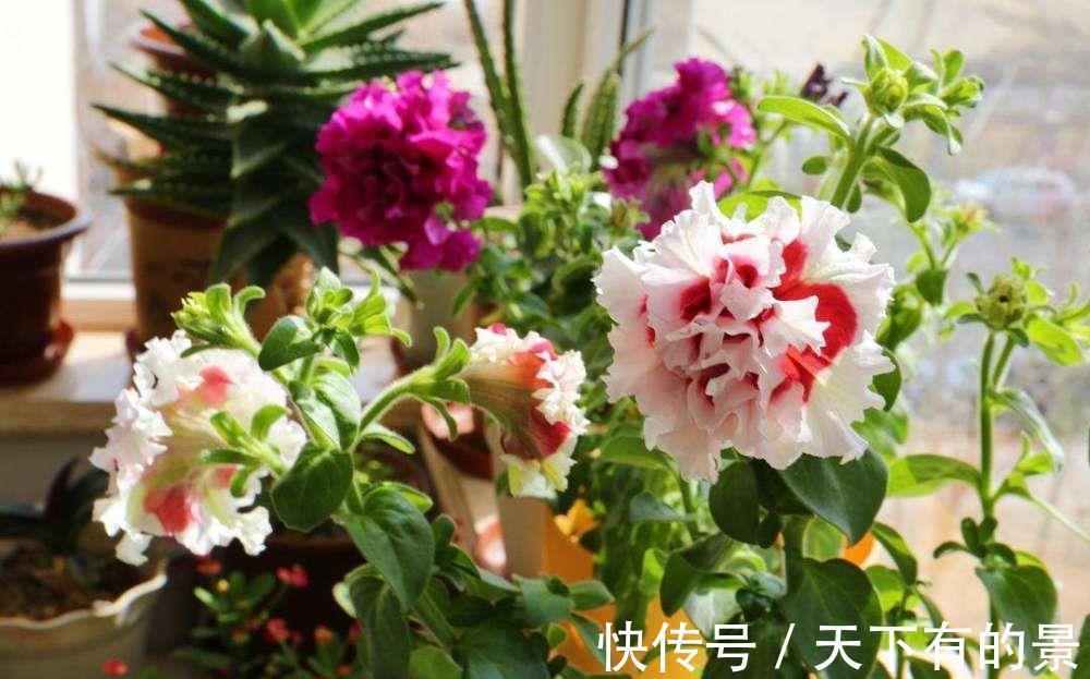 养花|新手养花只有“养不好”和“养死”吗?小花匠告诉你答案,很简单