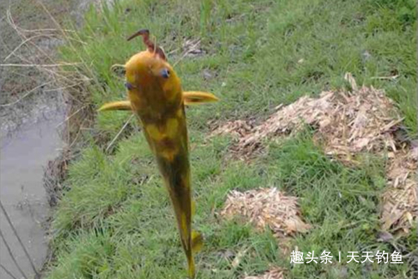 万能钓饵,蚯蚓的科学用法!都是用蚯蚓,渔获差距大,原因在这里