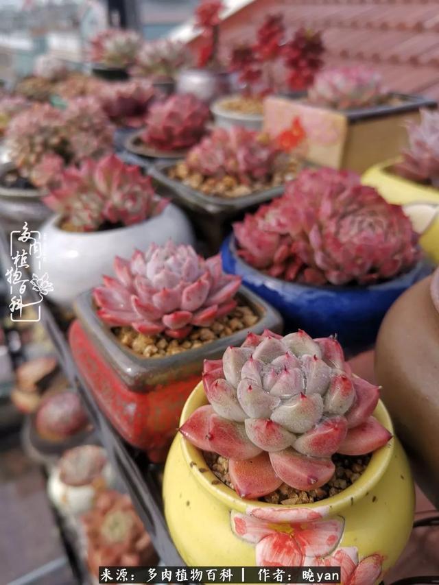 养多肉近四年,一路的走来,阳光总在风雨后!