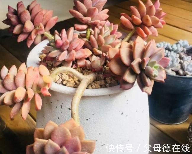 天冷养多肉有7怕,做好7件事多肉不黑腐冻伤安全越冬