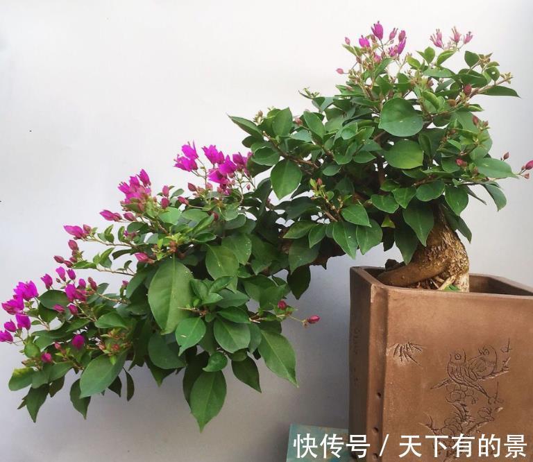 分化|盆栽三角梅该怎么催花?谨记2点,轻松达到目的