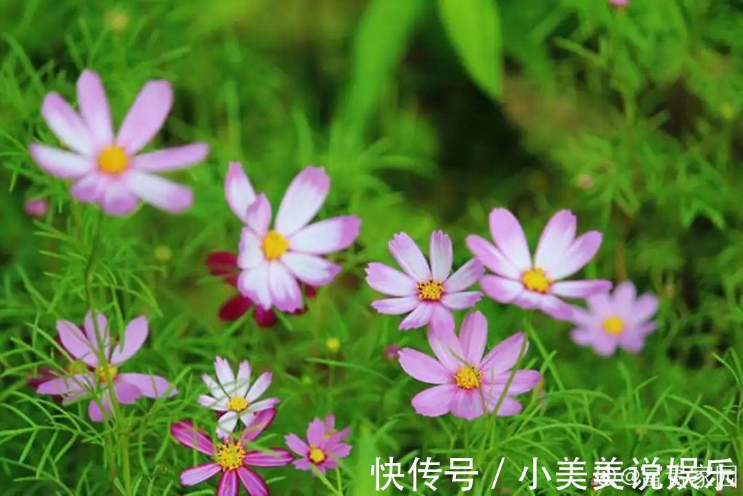 长春花|7种花最干净,门口、窗台放一盆,蚊虫不敢靠近!