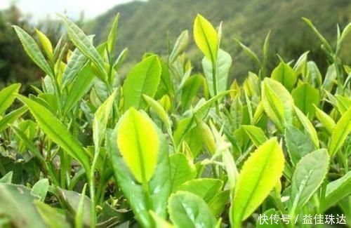 野菜|野菜中的养生之王,大城市花高价钱也难买,乡下却随处可见!