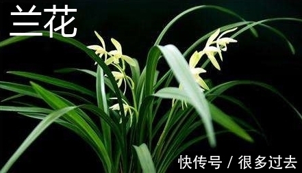 下小雨|下小雨的时候能让兰花放在室外吗?