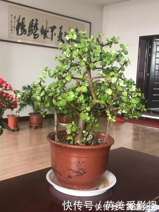 人养花,花也养人,这15种花,越养家里越干净