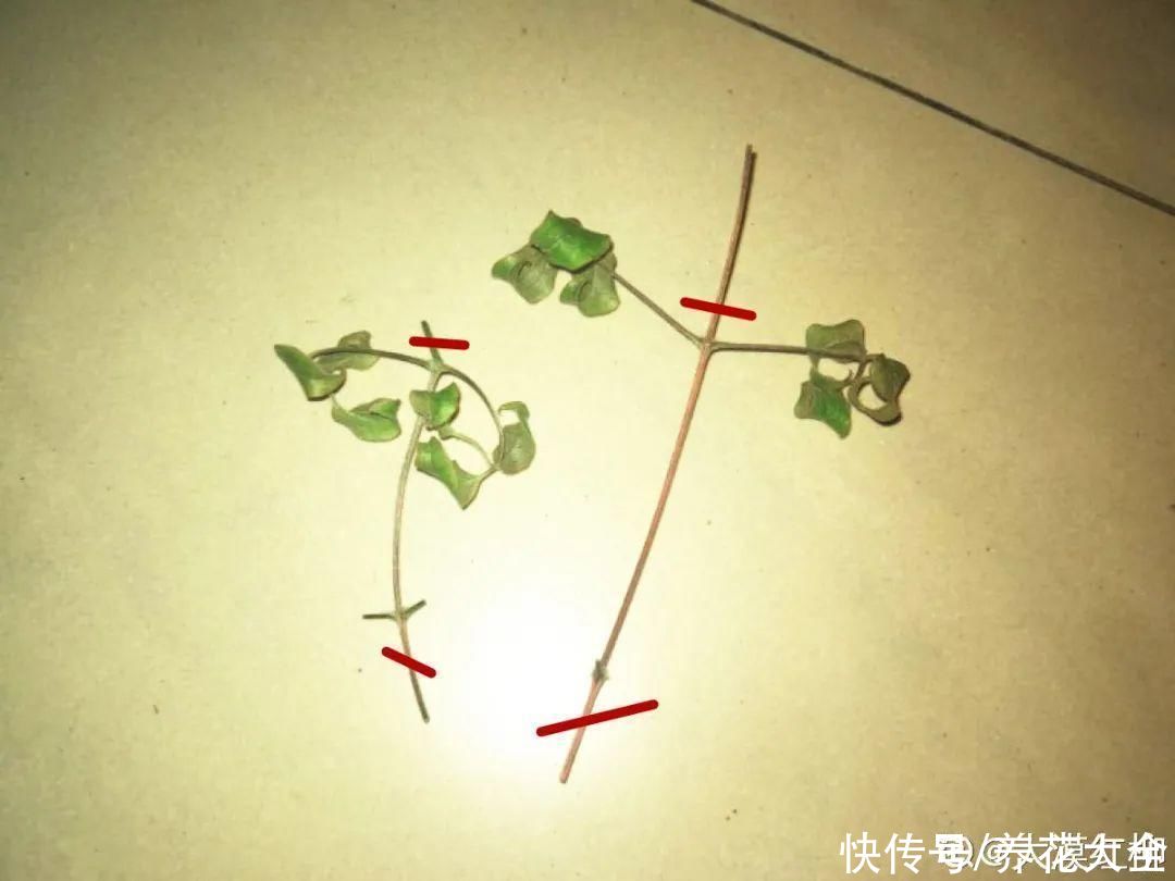 11种常见花，现在扦插，成活率特高