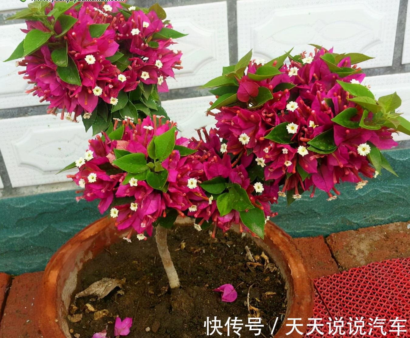 玉树|7种花，天冷要“静养”，少水断粮多晒晒，长得更健壮