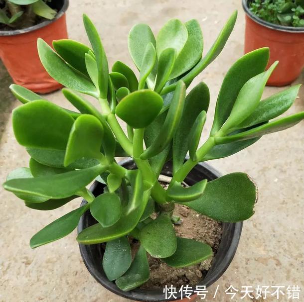 她家玉树有点怪，叶片往下长，原因全在这里