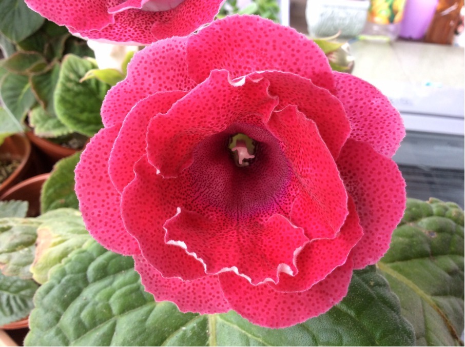 营养物质|不是“牡丹”胜牡丹,非常容易养活,客厅放两盆,花艳量多很美丽