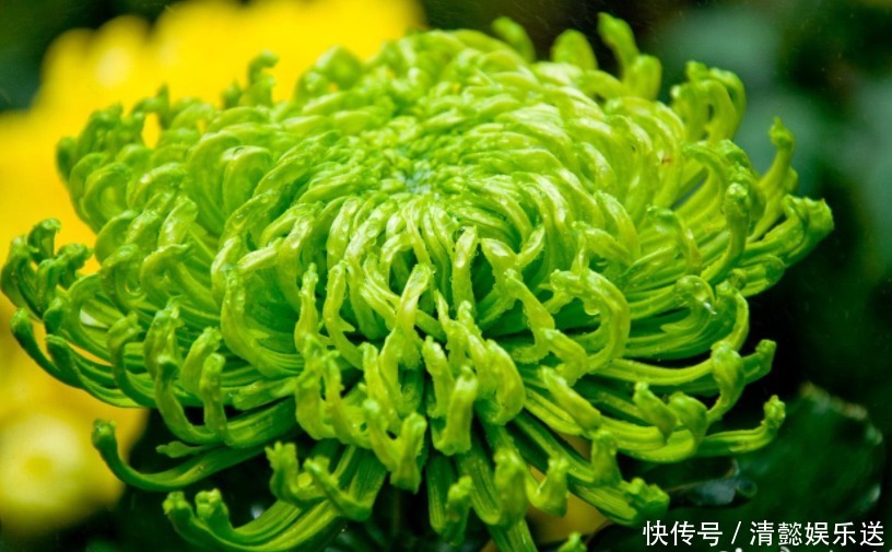 绿牡丹|此菊,花开“碧绿如玉”,属“十大名菊”,清香袭人,开花爆盆!