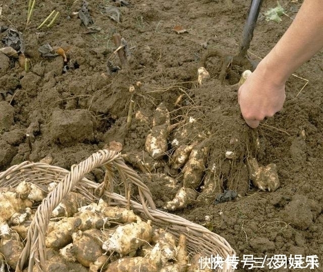 菊芋|生长在泥土里的“万年脏”, 1粒种子能长满一片, 一斤能卖60元