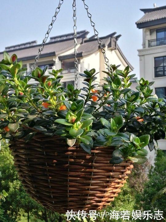 珠子|家里养了这花,小孩最喜欢,好看好玩太值了!